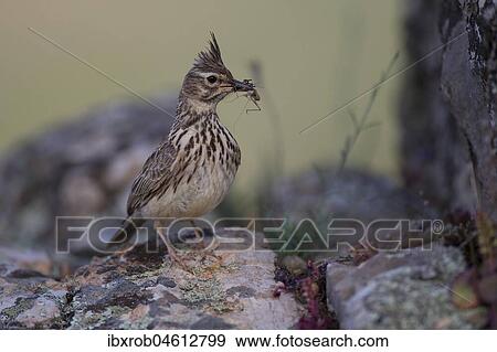 Thekla Lark (Galerida theklae) with food on rock, Extremadura, Spain, Europe View Large Photo Image Stock Photo - Thekla Lark (Galerida theklae) with food on rock, Extremadura, Spain, Europe. Fotosearch