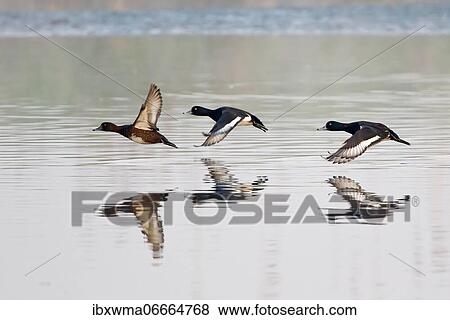 Three flying tufted ducks (Aythya fuligula), Hesse, Germany, Europe View Large Photo Image Stock Photo - Three flying tufted ducks (Aythya fuligula), Hesse, Germany, Europe. Fotosearch