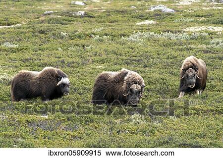 Three muskoxen (Ovibos moschatus) in the tundra in Dovrefjell National Park, Norway, Europe View Large Photo Image Stock Photography - Three muskoxen (Ovibos moschatus) in the tundra in Dovrefjell National Park, Norway, Europe. Fotosearch