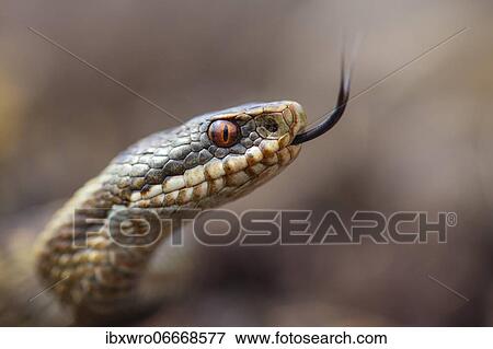 Stock Photo - Tongued adder (Vipera berus) in a moor, reptile, poisonous snake, Oldenburger Münsterland, Germany, Europe. Fotosearch