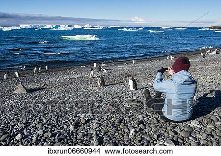 Tourist photographing Adelie and Gentoo penguins, Brown Bluff, Tabarin Peninsula, Antarctica View Large Photo Image Picture - Tourist photographing Adelie and Gentoo penguins, Brown Bluff, Tabarin Peninsula, Antarctica. Fotosearch