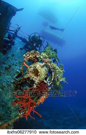 Stock Image - Toxic Finger-Sponge (Latrunculia magnifica) growing on shipwreck Cedar Pride, diver and boat on water surface, Jordan, Asia. Fotosearch