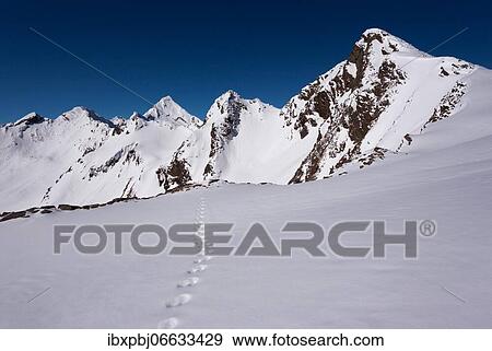 Tracks in the snow, view of Zischgeles, Stubai Alps, Tyrol, Austria, Europe View Large Photo Image Stock Photo - Tracks in the snow, view of Zischgeles, Stubai Alps, Tyrol, Austria, Europe. Fotosearch