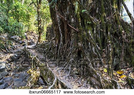Tree Roots, Sohra or Cherrapunjee, Meghalaya, India, Asia View Large Photo Image Stock Photo - Tree Roots, Sohra or Cherrapunjee, Meghalaya, India, Asia. Fotosearch