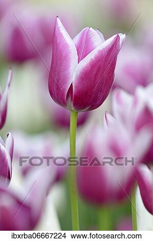 Tulips (Tulipa), red-white flowers, North Rhine-Westphalia, Germany, Europe View Large Photo Image Picture - Tulips (Tulipa), red-white flowers, North Rhine-Westphalia, Germany, Europe. Fotosearch