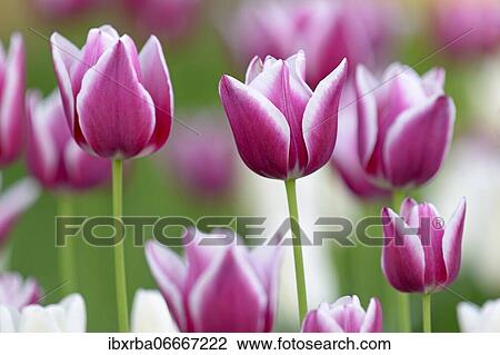 Tulips (Tulipa), red-white flowers, North Rhine-Westphalia, Germany, Europe View Large Photo Image Stock Image - Tulips (Tulipa), red-white flowers, North Rhine-Westphalia, Germany, Europe. Fotosearch