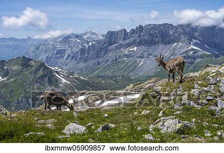 Stock Photo - Two alpine ibex (Capra ibex) grazing, rocky terrain, Mont Blanc massif, Chamonix, France, Europe. Fotosearch
