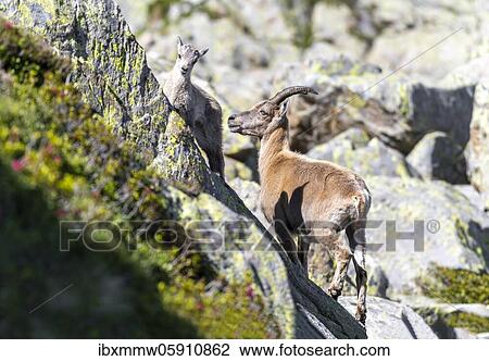 Two alpine ibex (Capra ibex), mother with young, on rocks, Mont Blanc massif, Chamonix, France, Europe View Large Photo Image Stock Image - Two alpine ibex (Capra ibex), mother with young, on rocks, Mont Blanc massif, Chamonix, France, Europe. Fotosearch