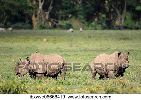 Two black rhinos (Diceros bicornis) grazing, Lake Nakuru, Kenya, Africa View Large Photo Image Stock Photo - Two black rhinos (Diceros bicornis) grazing, Lake Nakuru, Kenya, Africa. Fotosearch