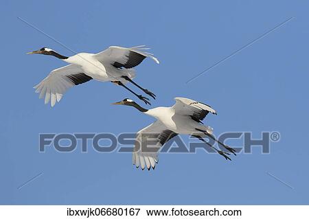 Two Manchurian cranes (Grus japonensis) in flight, Akan Crane Center, Kushiro, Hokkaido, Japan, Asia View Large Photo Image Stock Photo - Two Manchurian cranes (Grus japonensis) in flight, Akan Crane Center, Kushiro, Hokkaido, Japan, Asia. Fotosearch