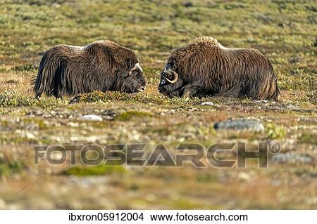 Two musk oxen (Ovibos moschatus), standing in the tundra in Dovrefjell National Park, Norway, Europe View Large Photo Image Picture - Two musk oxen (Ovibos moschatus), standing in the tundra in Dovrefjell National Park, Norway, Europe. Fotosearch