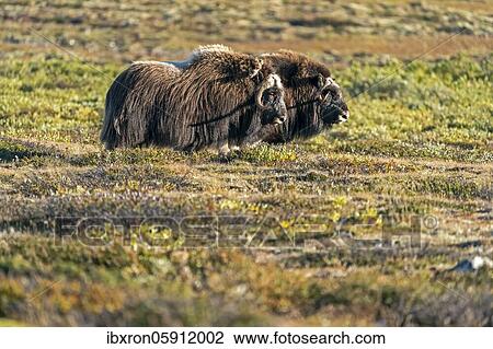 Two musk oxen (Ovibos moschatus), standing in the tundra in Dovrefjell National Park, Norway, Europe View Large Photo Image Stock Image - Two musk oxen (Ovibos moschatus), standing in the tundra in Dovrefjell National Park, Norway, Europe. Fotosearch