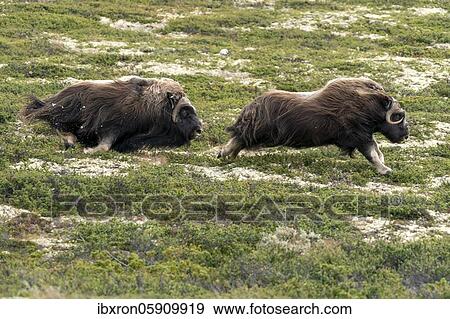 Stock Photo - Two muskoxen (Ovibos moschatus) running and fighting in the tundra in Dovrefjell National Park, Norway, Europe. Fotosearch