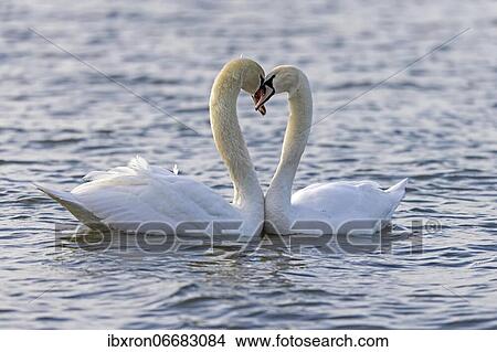 Two Mute swans (cygnus olor) swimming mating on the Rhine, Germany, Europe View Large Photo Image Picture - Two Mute swans (cygnus olor) swimming mating on the Rhine, Germany, Europe. Fotosearch