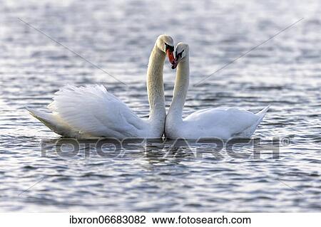 Two Mute swans (cygnus olor) swimming mating on the Rhine, Germany, Europe View Large Photo Image Stock Image - Two Mute swans (cygnus olor) swimming mating on the Rhine, Germany, Europe. Fotosearch
