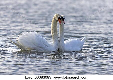 Two Mute swans (cygnus olor) swimming mating on the Rhine, Germany, Europe View Large Photo Image Stock Image - Two Mute swans (cygnus olor) swimming mating on the Rhine, Germany, Europe. Fotosearch