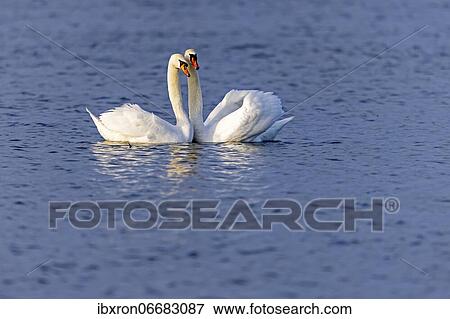 Two Mute swans (cygnus olor) swimming mating on the Rhine, Germany, Europe View Large Photo Image Stock Photo - Two Mute swans (cygnus olor) swimming mating on the Rhine, Germany, Europe. Fotosearch