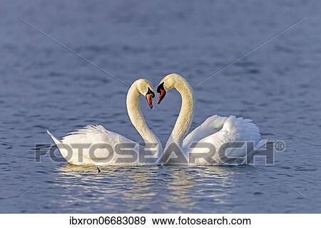 Two Mute swans (cygnus olor) swimming mating on the Rhine, Germany, Europe View Large Photo Image Stock Photo - Two Mute swans (cygnus olor) swimming mating on the Rhine, Germany, Europe. Fotosearch