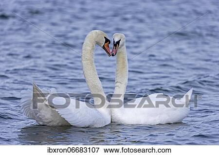 Stock Photo - Two Mute swans (cygnus olor) swimming in the water in a courtship display, Rhine, Germany, Europe. Fotosearch
