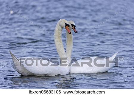 Two Mute swans (cygnus olor) swimming in the water in a courtship display, Rhine, Germany, Europe View Large Photo Image Stock Photograph - Two Mute swans (cygnus olor) swimming in the water in a courtship display, Rhine, Germany, Europe. Fotosearch