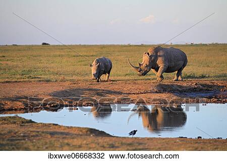 Two white rhinos (Ceratotherium simum) at a waterhole, reflection, Solio Ranch Wildlife Sanctuary, Kenya, Africa View Large Photo Image Stock Image - Two white rhinos (Ceratotherium simum) at a waterhole, reflection, Solio Ranch Wildlife Sanctuary, Kenya, Africa. Fotosearch