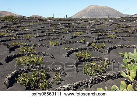 Typical vineyard on black lava soil, Lanzarote, Canary Islands, Spain, Europe View Large Photo Image Stock Image - Typical vineyard on black lava soil, Lanzarote, Canary Islands, Spain, Europe. Fotosearch