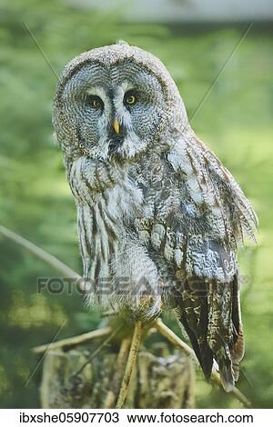 Ural owl (Strix uralensis), captive, Germany, Europe View Large Photo Image Stock Image - Ural owl (Strix uralensis), captive, Germany, Europe. Fotosearch