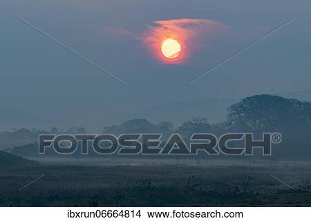 Very hazy sunrise over the Unesco world heritage site, Kaziranga National Park, Assam, India, Asia View Large Photo Image Picture - Very hazy sunrise over the Unesco world heritage site, Kaziranga National Park, Assam, India, Asia. Fotosearch