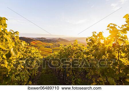 Vineyard, behind it Stuttgart-Rotenberg, autumn, viticulture, Stuttgart, Baden-Württemberg, Germany, Europe View Large Photo Image Stock Image - Vineyard, behind it Stuttgart-Rotenberg, autumn, viticulture, Stuttgart, Baden-Württemberg, Germany, Europe. Fotosearch