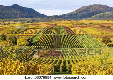 Vineyards in autumn colours, near Landau in der Pfalz, Southern Wine Route, Rhineland-Palatinate, Germany, Europe View Large Photo Image Picture - Vineyards in autumn colours, near Landau in der Pfalz, Southern Wine Route, Rhineland-Palatinate, Germany, Europe. Fotosearch
