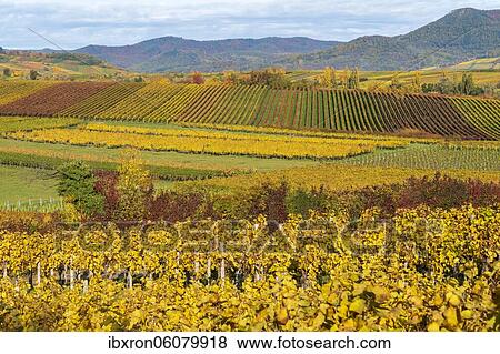 Vineyards in autumn colours, near Landau in der Pfalz, Southern Wine Route, Rhineland-Palatinate, Germany, Europe View Large Photo Image Stock Photo - Vineyards in autumn colours, near Landau in der Pfalz, Southern Wine Route, Rhineland-Palatinate, Germany, Europe. Fotosearch