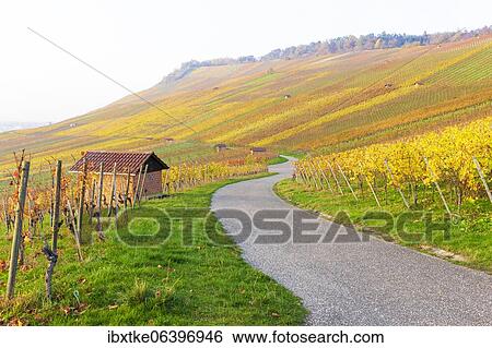 Vineyards in autumn, Großheppach, Remstal, Baden-Württemberg, Germany, Europe View Large Photo Image Stock Photograph - Vineyards in autumn, Großheppach, Remstal, Baden-Württemberg, Germany, Europe. Fotosearch
