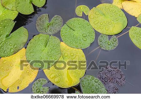 Water lilies (Nymphaea) with water drops in a pond, Baden-Württemberg, Germany, Europe View Large Photo Image Stock Photo - Water lilies (Nymphaea) with water drops in a pond, Baden-Württemberg, Germany, Europe. Fotosearch