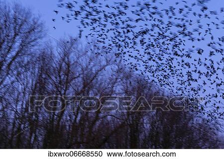 Western jackdaws (Corvus monedula) during evening flight, blue hour, flock, Germany, Europe View Large Photo Image Stock Image - Western jackdaws (Corvus monedula) during evening flight, blue hour, flock, Germany, Europe. Fotosearch