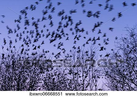 Western jackdaws (Corvus monedula) during evening flight, blue hour, flock, Germany, Europe View Large Photo Image Stock Image - Western jackdaws (Corvus monedula) during evening flight, blue hour, flock, Germany, Europe. Fotosearch