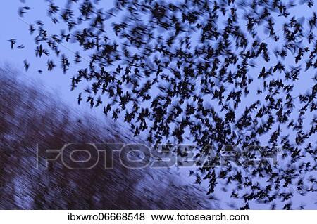 Stock Photo - Western jackdaws (Corvus monedula) during evening flight, blue hour, flock, Germany, Europe. Fotosearch