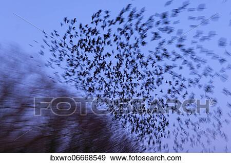 Western jackdaws (Corvus monedula) during evening flight, blue hour, flock, Germany, Europe View Large Photo Image Stock Photo - Western jackdaws (Corvus monedula) during evening flight, blue hour, flock, Germany, Europe. Fotosearch