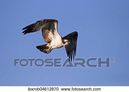 Western osprey (Pandion haliaetus) in flight, Northern Ostrobothnia, Finland, Europe View Large Photo Image Stock Image - Western osprey (Pandion haliaetus) in flight, Northern Ostrobothnia, Finland, Europe. Fotosearch