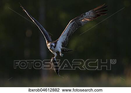 Western osprey (Pandion haliaetus) in flight after successful hunt, Northern Ostrobothnia, Finland, Europe View Large Photo Image Stock Image - Western osprey (Pandion haliaetus) in flight after successful hunt, Northern Ostrobothnia, Finland, Europe. Fotosearch