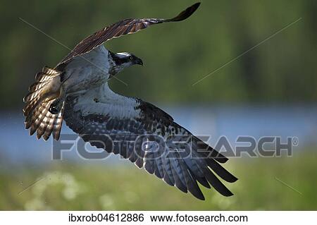 Western osprey (Pandion haliaetus) in flight, Northern Ostrobothnia, Finland, Europe View Large Photo Image Stock Photograph - Western osprey (Pandion haliaetus) in flight, Northern Ostrobothnia, Finland, Europe. Fotosearch