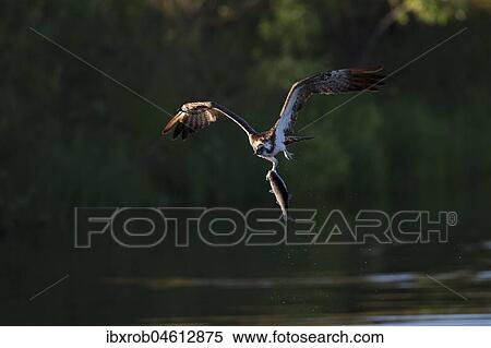Western osprey (Pandion haliaetus) in flight after successful hunt, Northern Ostrobothnia, Finland, Europe View Large Photo Image Stock Photography - Western osprey (Pandion haliaetus) in flight after successful hunt, Northern Ostrobothnia, Finland, Europe. Fotosearch