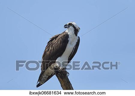 Western osprey (Pandion haliaetus) sitting on a pole at Rio Grande de Tarcoles, Costa Rica, Central America View Large Photo Image Picture - Western osprey (Pandion haliaetus) sitting on a pole at Rio Grande de Tarcoles, Costa Rica, Central America. Fotosearch