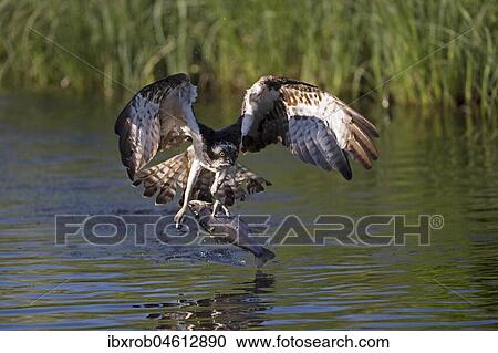 Western osprey (Pandion haliaetus) takes off after successful prey strike, Northern Ostrobothnia, Finland, Europe View Large Photo Image Stock Image - Western osprey (Pandion haliaetus) takes off after successful prey strike, Northern Ostrobothnia, Finland, Europe. Fotosearch