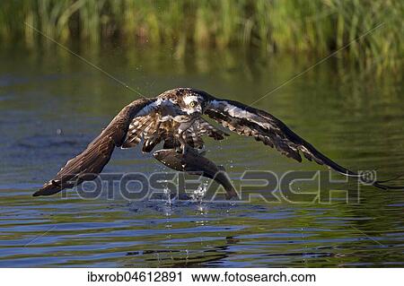 Western osprey (Pandion haliaetus) takes off after successful prey strike, Northern Ostrobothnia, Finland, Europe View Large Photo Image Stock Image - Western osprey (Pandion haliaetus) takes off after successful prey strike, Northern Ostrobothnia, Finland, Europe. Fotosearch