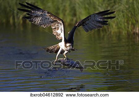 Western osprey (Pandion haliaetus) takes off after successful prey strike, Northern Ostrobothnia, Finland, Europe View Large Photo Image Stock Image - Western osprey (Pandion haliaetus) takes off after successful prey strike, Northern Ostrobothnia, Finland, Europe. Fotosearch