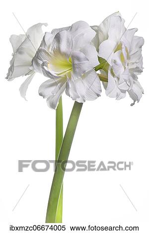 White amaryllis, knight star (Hippeastrum) on white background View Large Photo Image Stock Photography - White amaryllis, knight star (Hippeastrum) on white background. Fotosearch