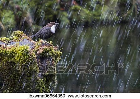 White-breasted dipper (Cinclus cinclus) on moss-covered stone, sleet, Hesse, Germany, Europe View Large Photo Image Stock Image - White-breasted dipper (Cinclus cinclus) on moss-covered stone, sleet, Hesse, Germany, Europe. Fotosearch