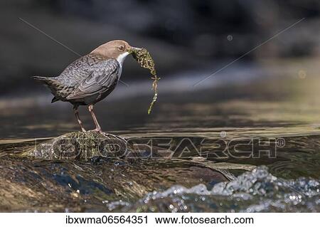 White-breasted dipper (Cinclus cinclus) standing on stone in streambed, nesting material in beak, Hesse, Germany, Europe View Large Photo Image Stock Image - White-breasted dipper (Cinclus cinclus) standing on stone in streambed, nesting material in beak, Hesse, Germany, Europe. Fotosearch