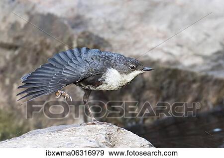 White-breasted dipper (Cinclus cinclus), young bird, standing on stone, spreading its plumage, Hesse, Germany, Europe View Large Photo Image Stock Photo - White-breasted dipper (Cinclus cinclus), young bird, standing on stone, spreading its plumage, Hesse, Germany, Europe. Fotosearch