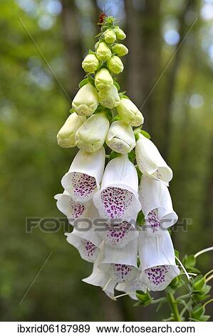 Stock Photo - White-flowered foxglove (Digitalis purpurea), Lower Rhine, North Rhine-Westphalia, Germany, Europe. Fotosearch